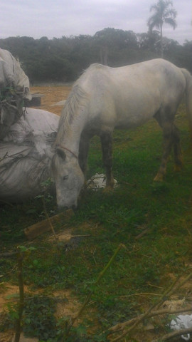 Vendo cavalo tordilho negro - Foto 3