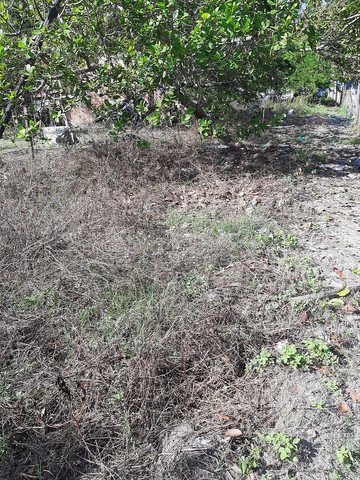 Venda-se era terreno 10×33 - Foto 3