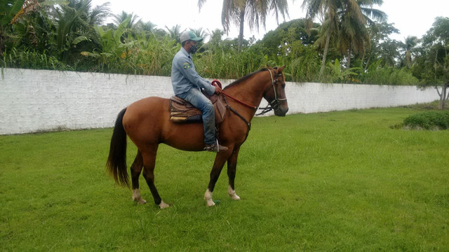 Mangalarga marchador - Foto 2