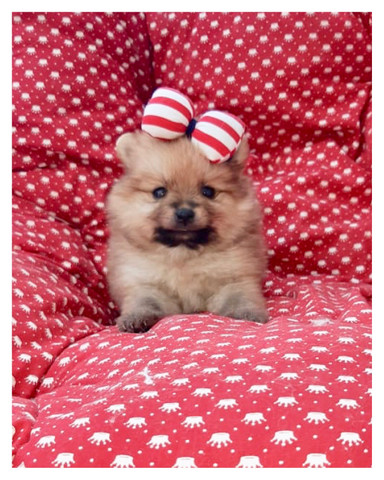 Spitz alemão Fêmeas COM PEDIGREE SUPER PEQUENINAS
