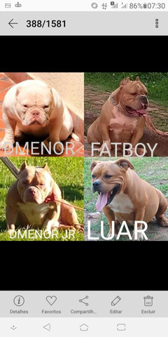 Américan bully - Foto 2