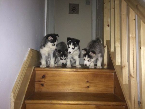 Husky lindos filhotes macho e fêmea disponível