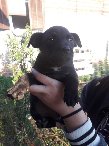 Cachorros pitbull rednose n é puro - Foto 5