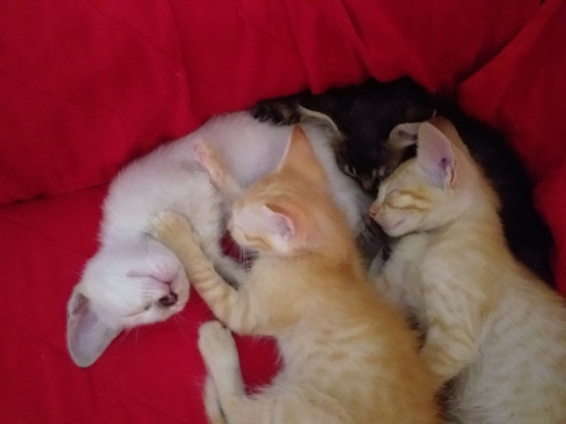 Doação de gatinhos - Foto 6
