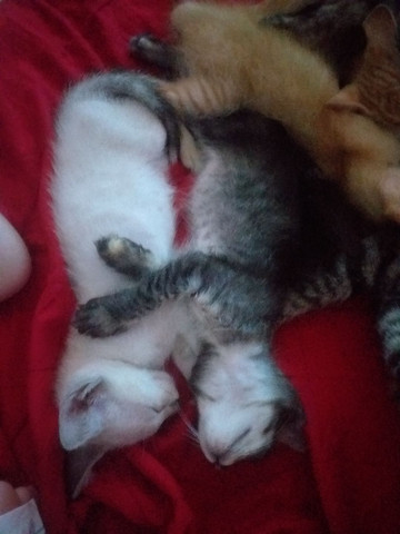 Doação de gatinhos - Foto 2