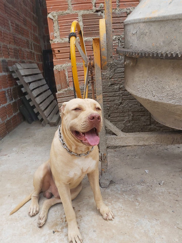 Pitbull Moster pedigree IBC - Foto 2