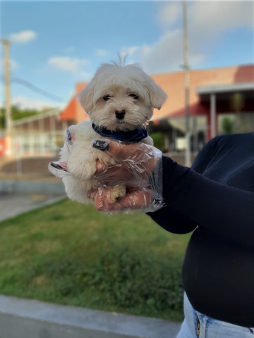 Maltês, filhotes com garantia de saúde, pedigree e auxilio veterinário, venha conferir! - Foto 4