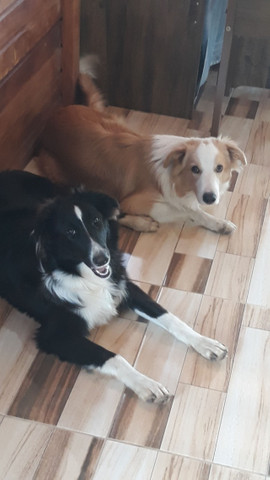 Boder Collie - Foto 3