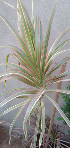 Dracena tricolor já no vaso. - Foto 2
