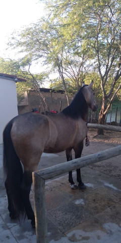 Cavalo manga longa - Foto 3