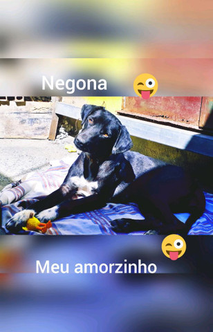 Doa se uma cachorrinha - Foto 3