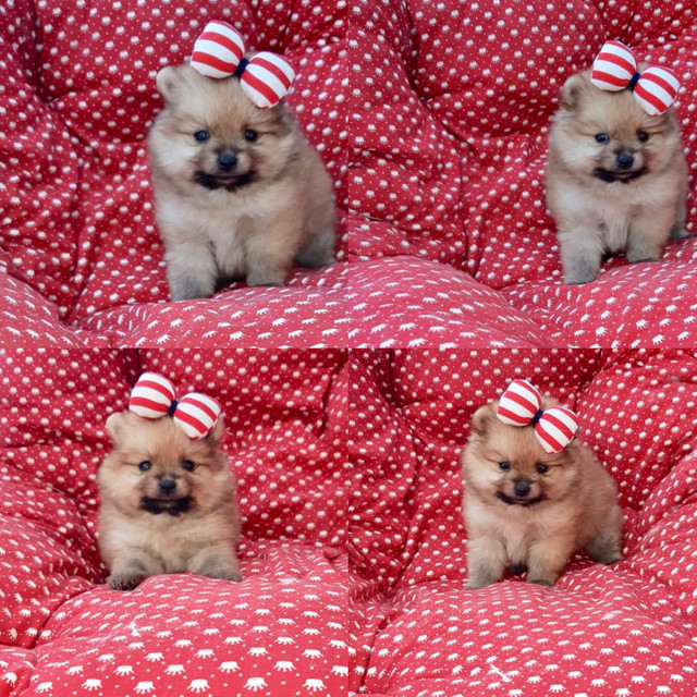 Spitz alemão Fêmeas COM PEDIGREE SUPER PEQUENINAS - Foto 4