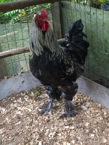 2 galos de raça - Foto 2