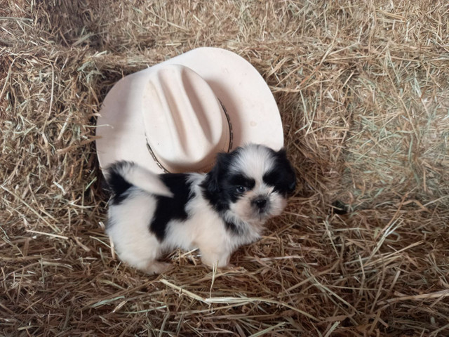 Shih tzu macho opção de pedigree