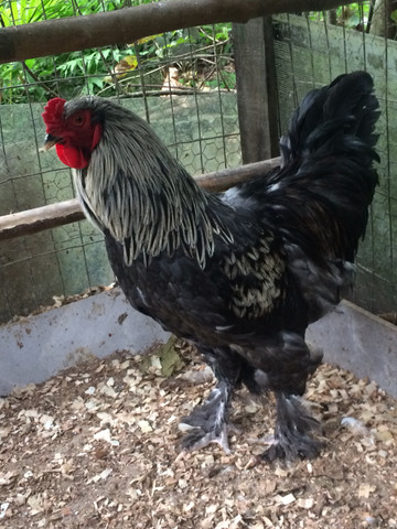 2 galos de raça