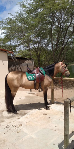 Cavalo manga longa - Foto 2