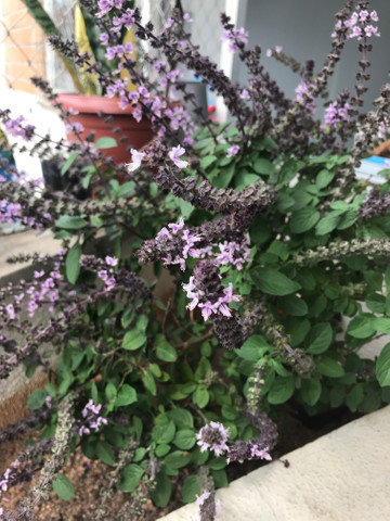 Vendo plantas