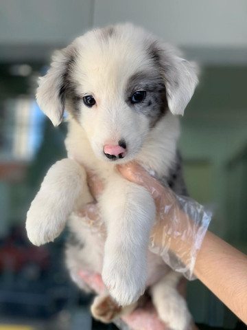 Border Collie,filhotes com garantia de saúde, pedigree e auxilio veterinário,confira! - Foto 3