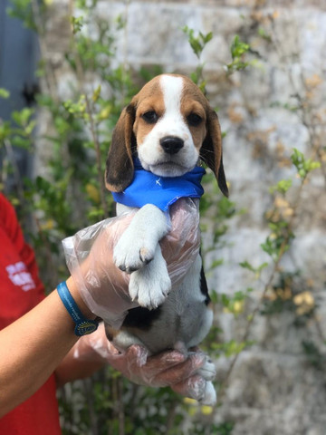 Beagle,filhotes com garantia de saúde, pedigree e auxilio veterinário,confira! - Foto 2