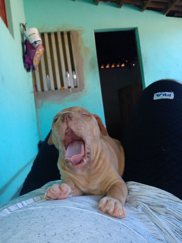 Filhotes Pitbull - Foto 3