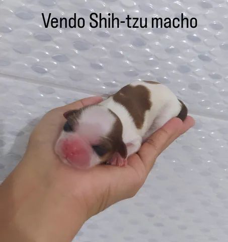 Vendo Shih-tzu.