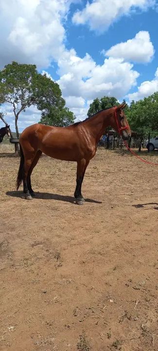 Egua natural de marcha picada graúda  - Foto 3