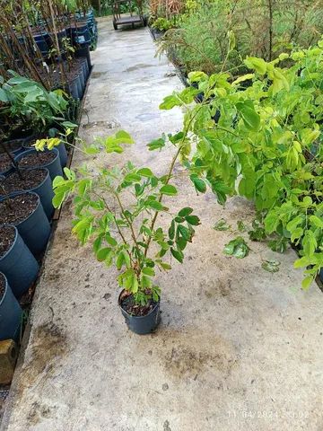 Mudas de Sansão do Campo 