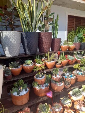 Ficus elástica  - Foto 4