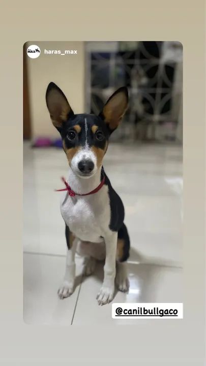 Filhote de Basenji