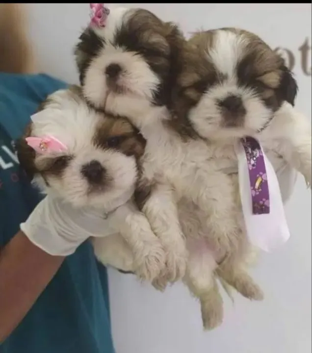 Shih Tzu venha escolher os últimos que sobraram da nossa Black