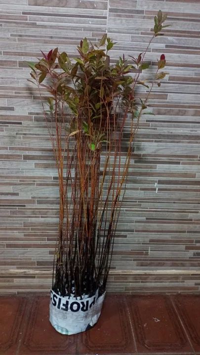 Mudas de eucalipto,acima de 100 mudas está saindo R$:3,00 reais cada . - Foto 3