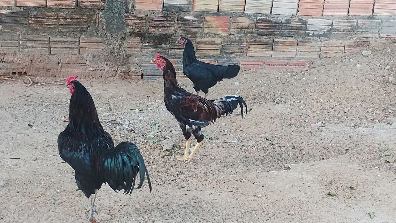 Trio de galos de raça