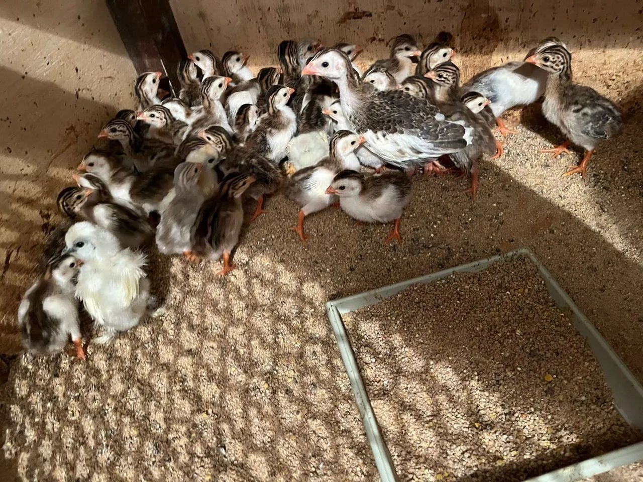 Pintinhos de Galinha D'Angola - Foto 4