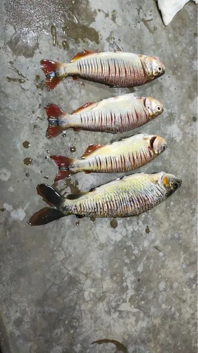 SÍTIO RANCHO PARAÍSO COM BEIRA DE RIO ARICÁ - Foto 8