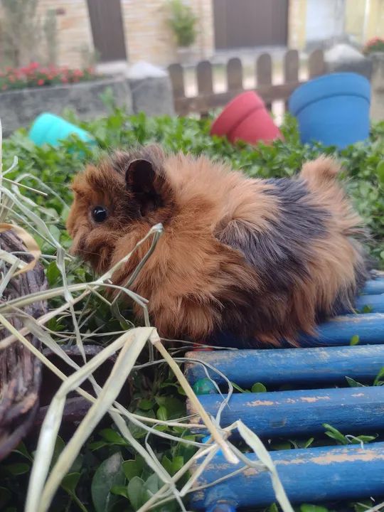 Porquinho da índia  - Foto 3