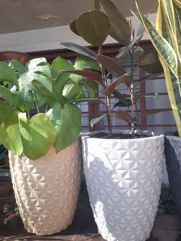 Ficus elástica  - Foto 3