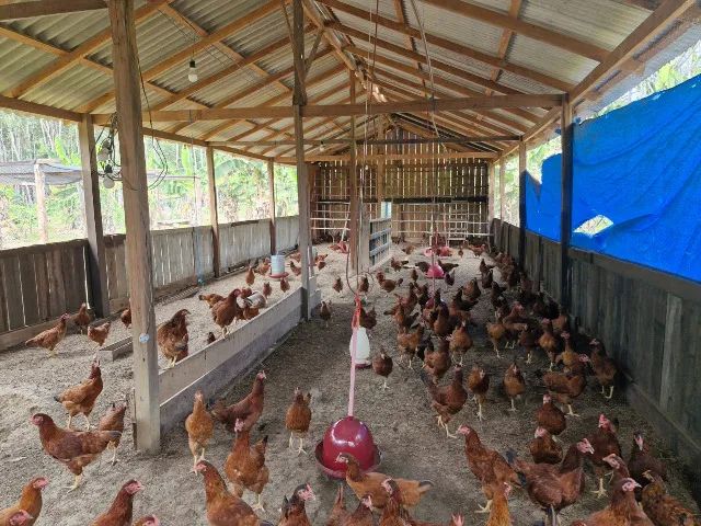 VENDO OU TROCO SÍTIO PERTO DE ITACOATIARA 130 TROCA ou VENDA - Foto 12