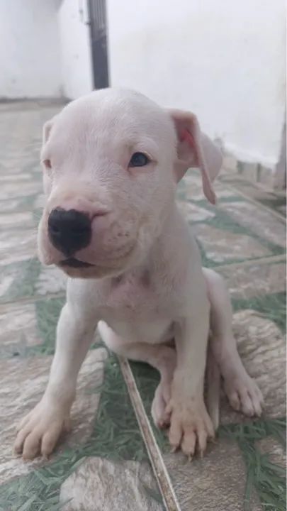 Filhote de Dogo Argentino - Foto 5
