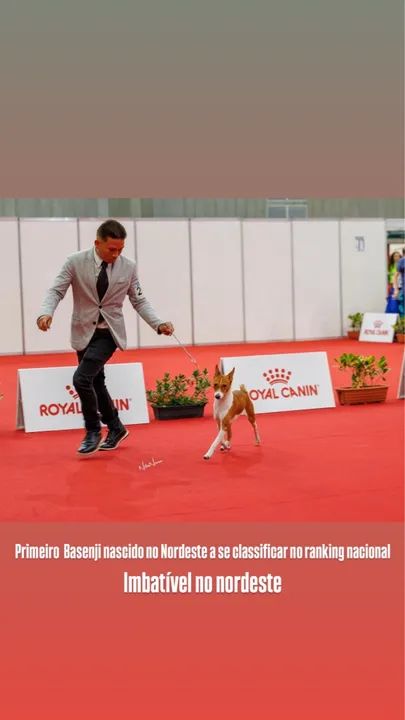 Filhote de Basenji - Foto 4