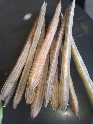 2.000 Sementes de Moringa Oleifera  - Foto 2