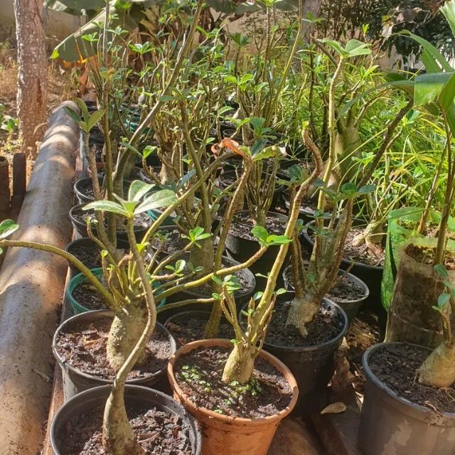 Rosa do Deserto. - Foto 3