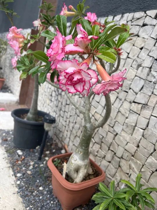 Rosa do Desseto64315084948865121