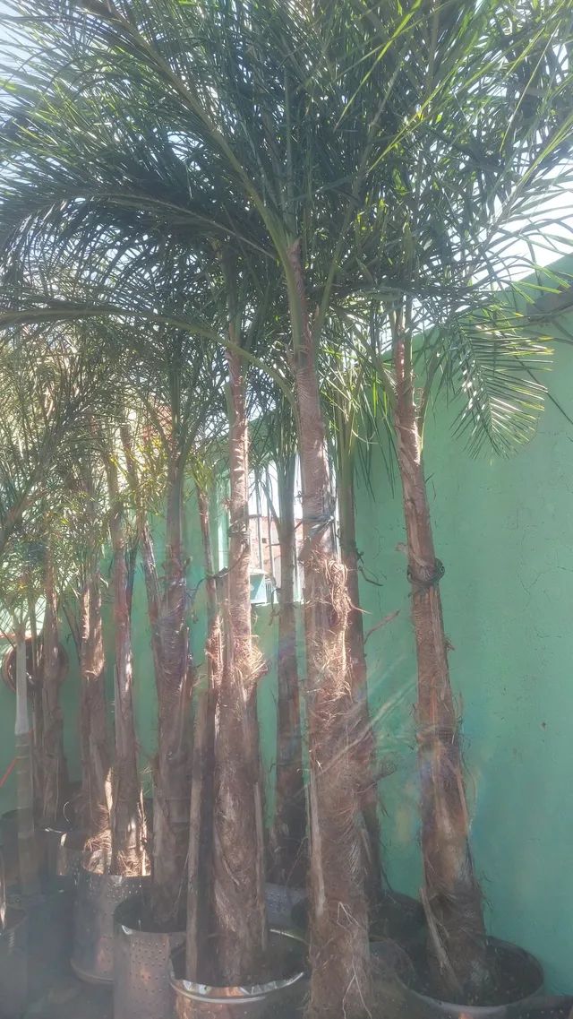 Frutíferas  e ornamentais..caja manga,cítricas Figo , Oliveira, jabuticaba, gueroba, coco - Foto 5