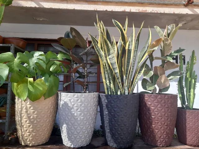 Ficus elástica  - Foto 6