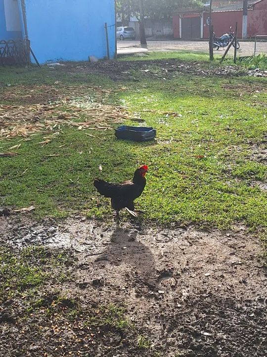 Filhotes de porco para venda - Foto 3