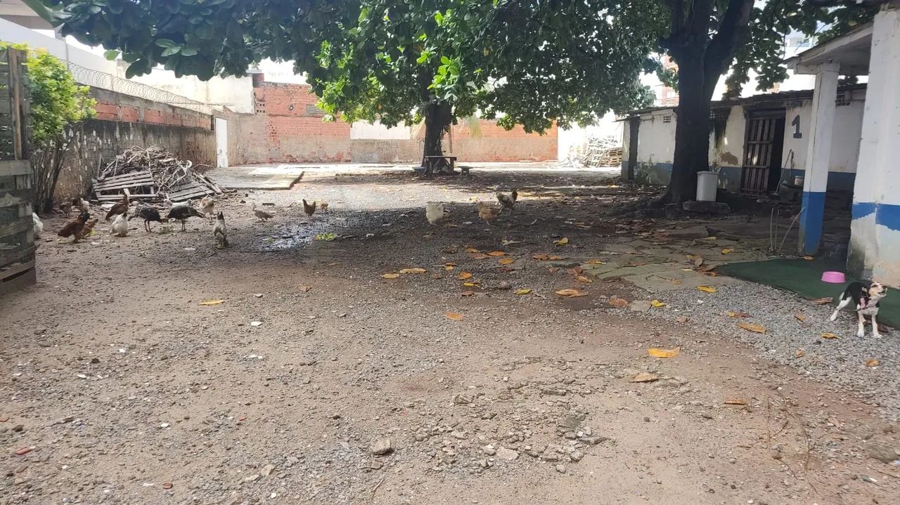 Terreno Padrão, Armação - Foto 12