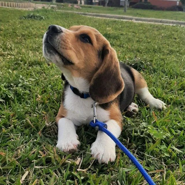 Beagle jangado 