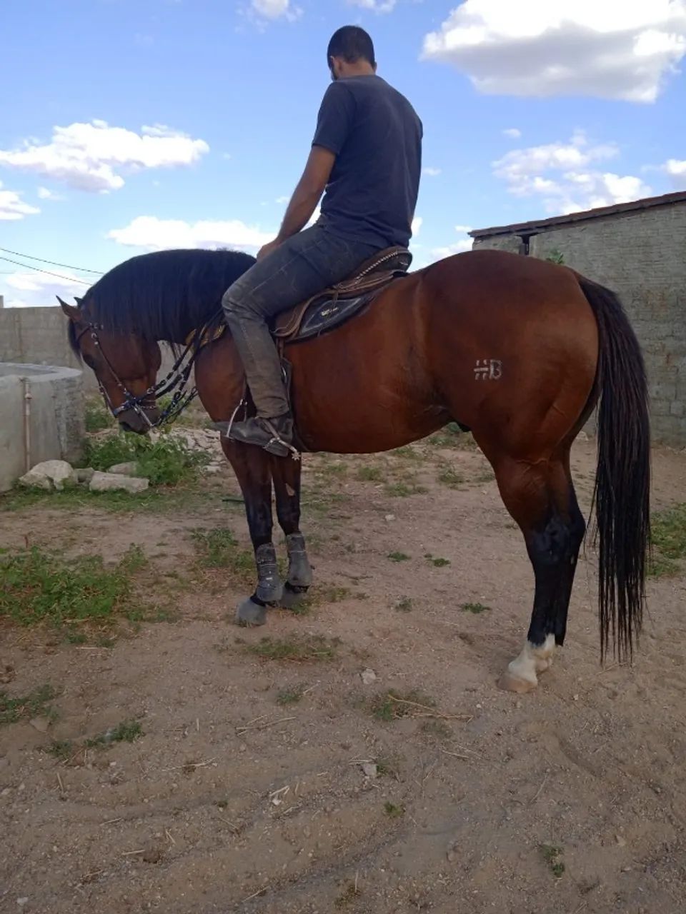 Garanhão El Shady Zorreiro - Foto 6