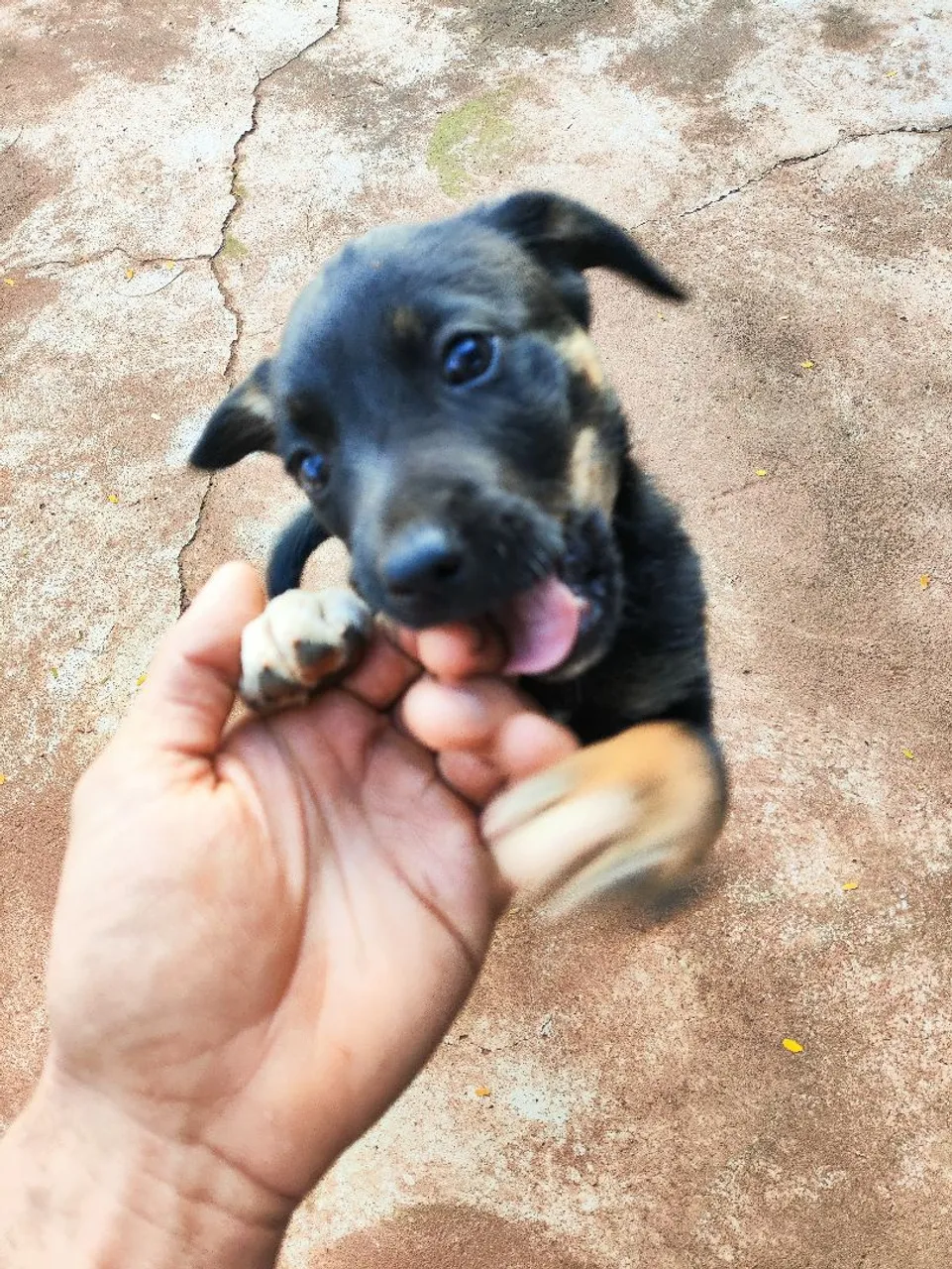 Filhote de cachorro adorável