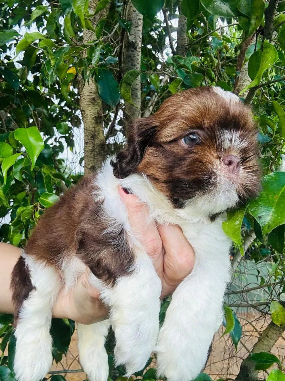 Filhotes de Shih-Tzus com Pedigree 